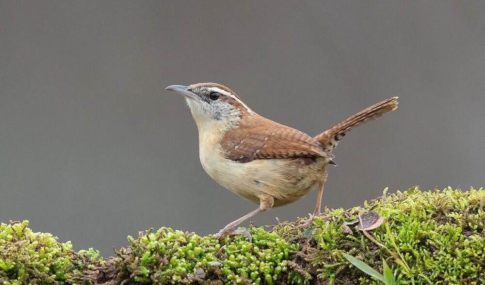 Крапивник Каролинский - Carolina Wren
