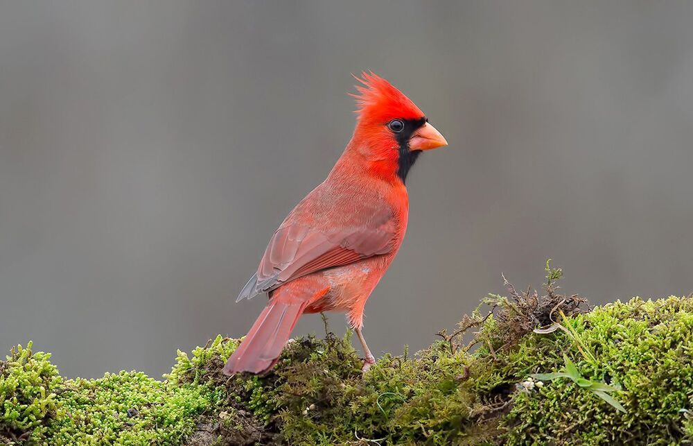 Красный кардинал cамец и самка - Northern Cardinal male and Female