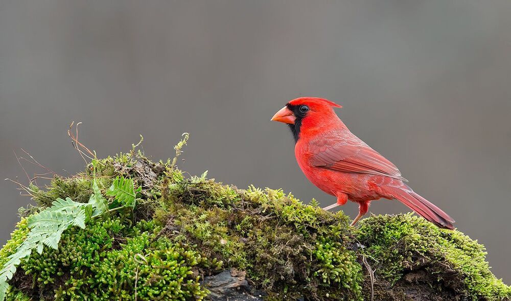 Красный кардинал cамец и самка - Northern Cardinal male and Female