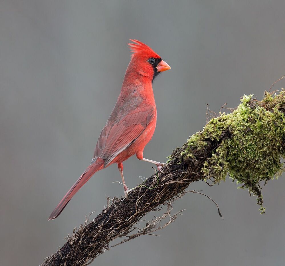 Красный кардинал cамец и самка - Northern Cardinal male and Female