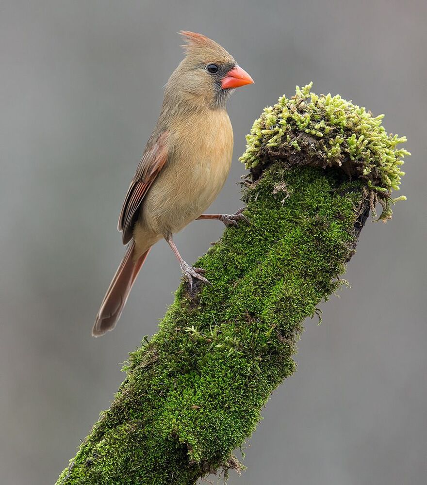Красный кардинал cамец и самка - Northern Cardinal male and Female
