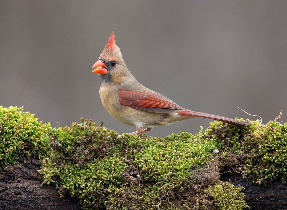 Красный кардинал cамец и самка - Northern Cardinal male and Female