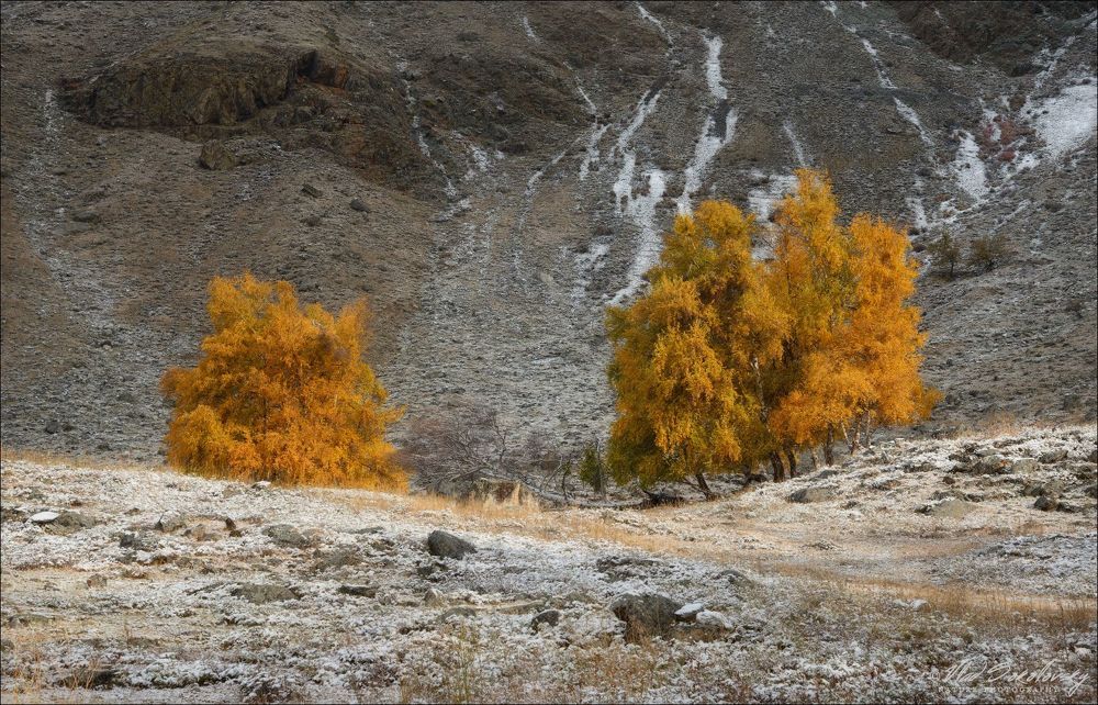 Горный Алтай. Горный Алтай. Долина реки Чулышман, урочище Ак-Курум (Каменные грибы). Октябрь 2017
