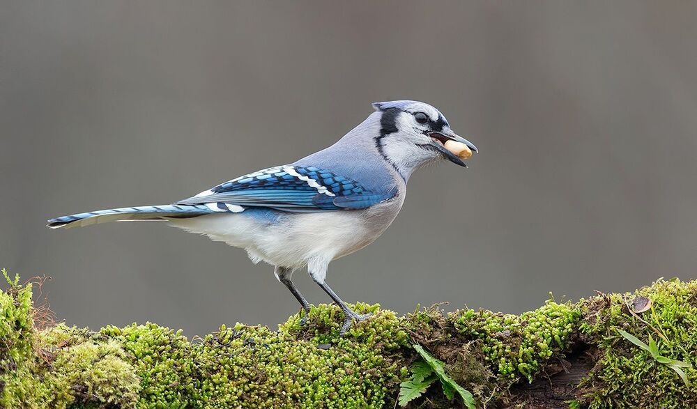 Голубая сойка - Blue Jay