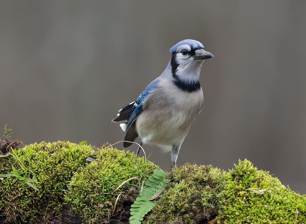 Голубая сойка - Blue Jay