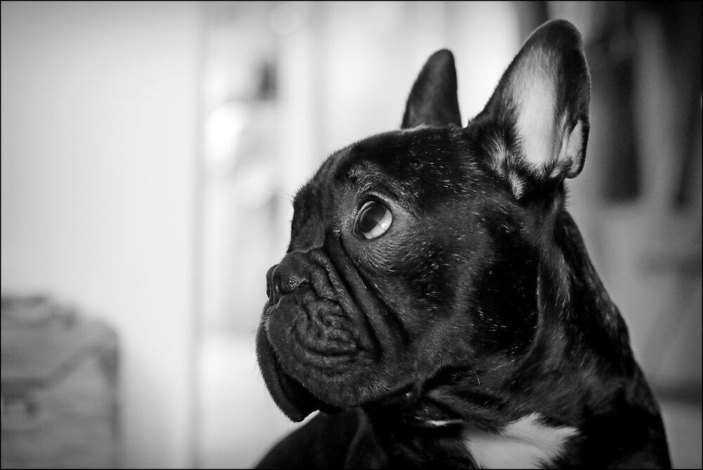 Paco