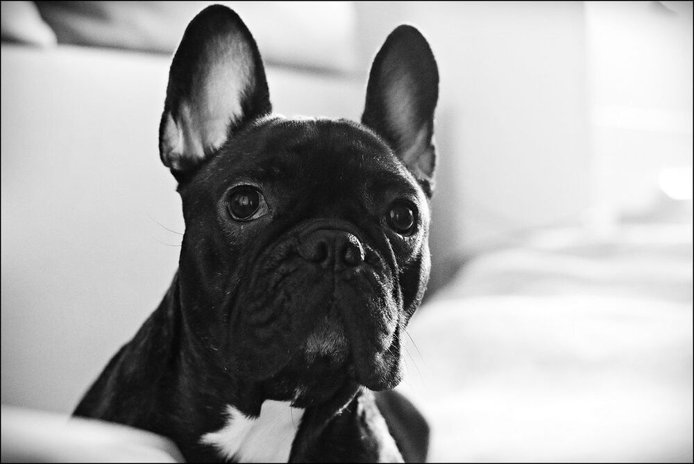 Paco