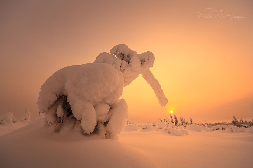 Зимний зоопарк