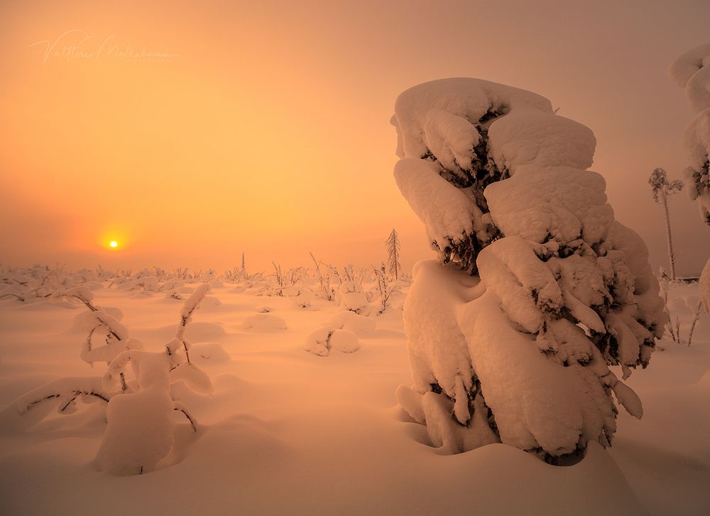Зимний зоопарк