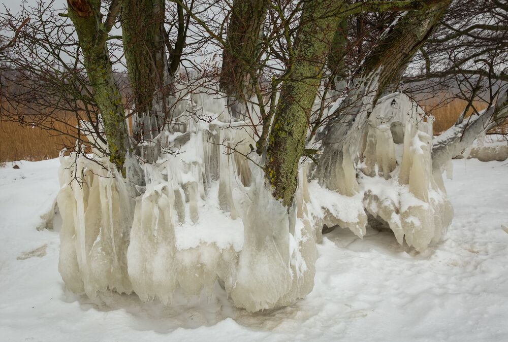 Куршская коса