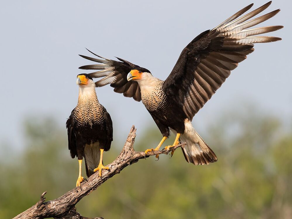 Обыкновенная каракара  - Caracara couple mating.
