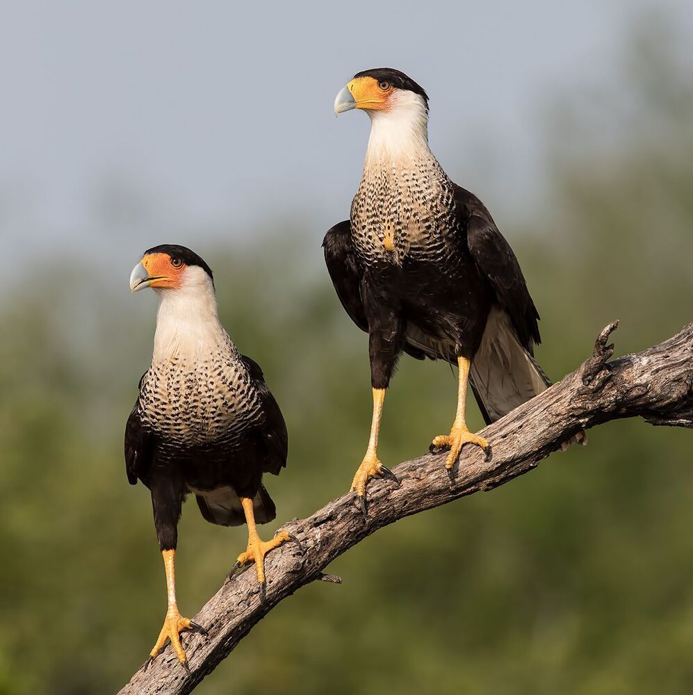 Обыкновенная каракара  - Caracara couple mating.