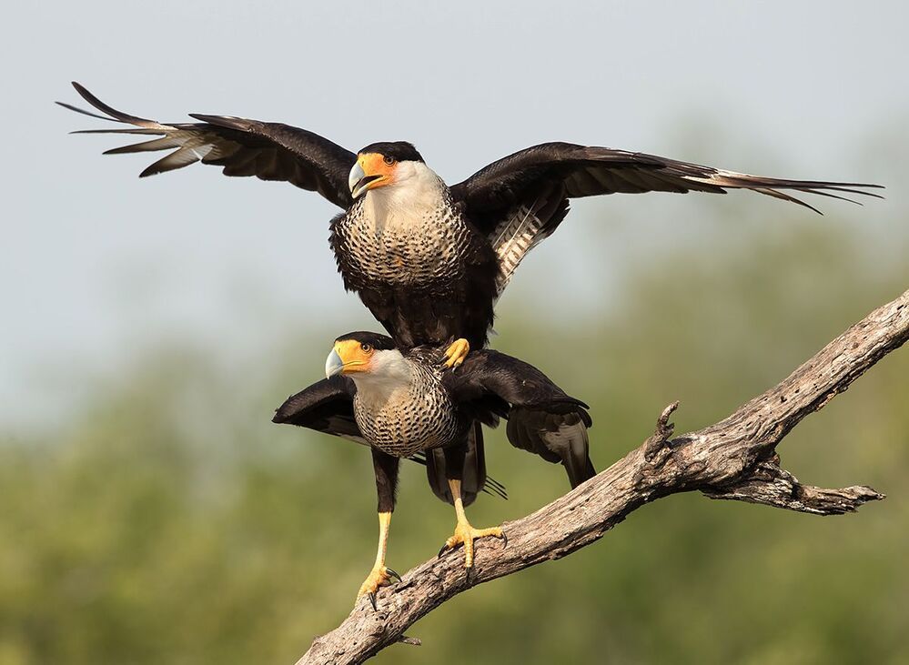 Обыкновенная каракара  - Caracara couple mating.
