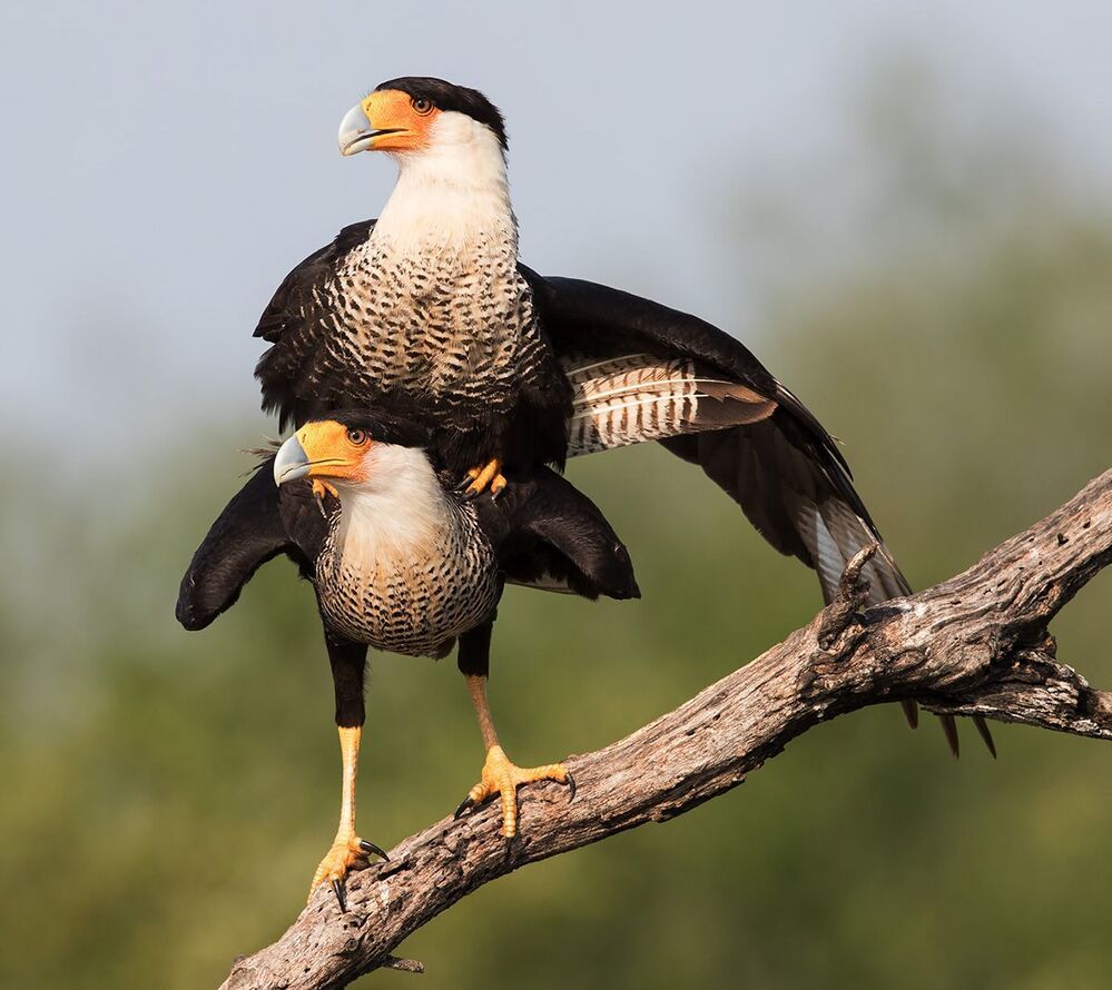 Обыкновенная каракара  - Caracara couple mating.