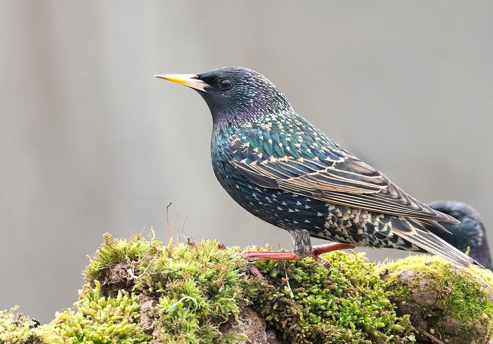 Обыкновенный скворец - Common starling