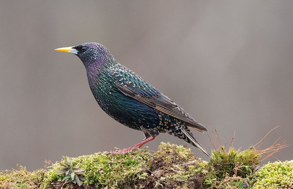 Обыкновенный скворец - Common starling