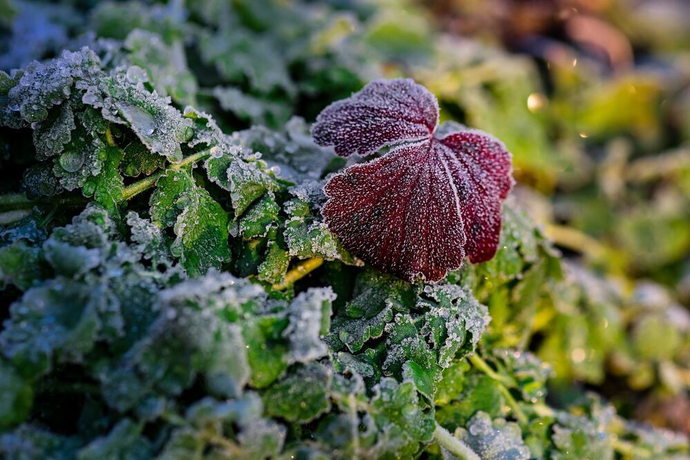Frosty winter leaves