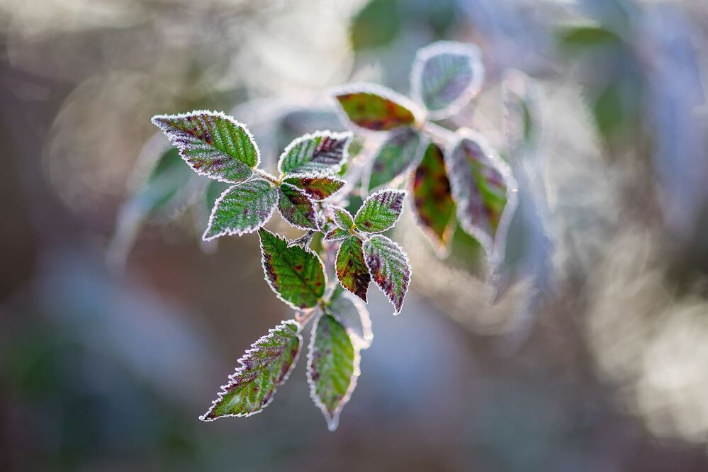 Frosty winter leaves