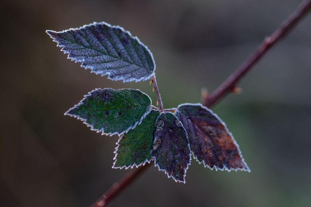 Frosty winter leaves