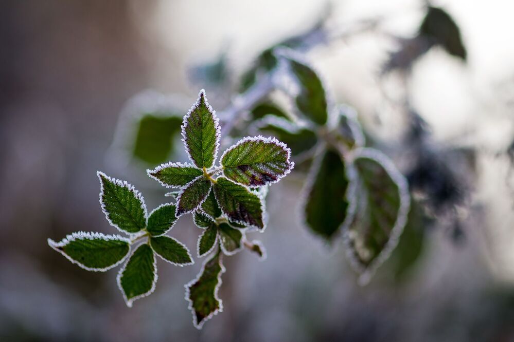 Frosty winter leaves