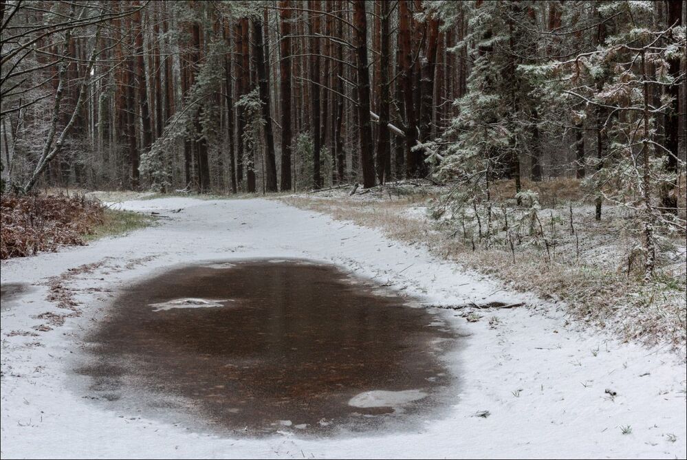 Лесное око