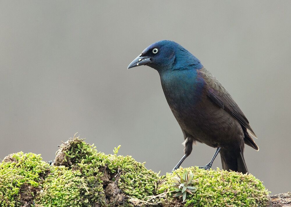 Гракл - Common Grackle