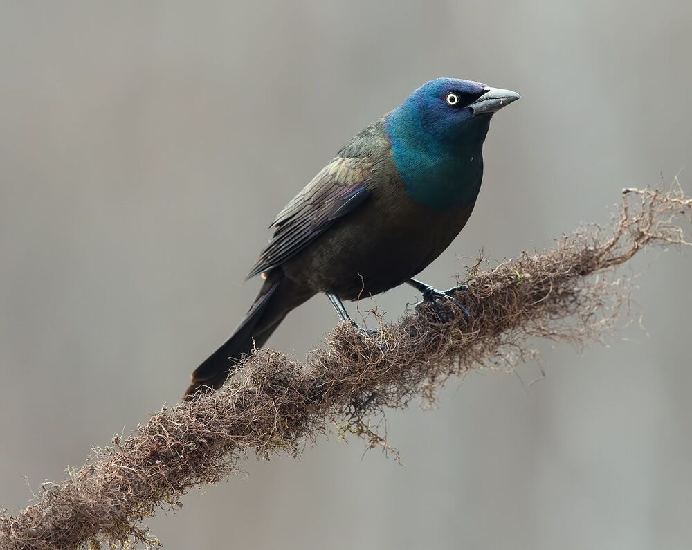 Гракл - Common Grackle
