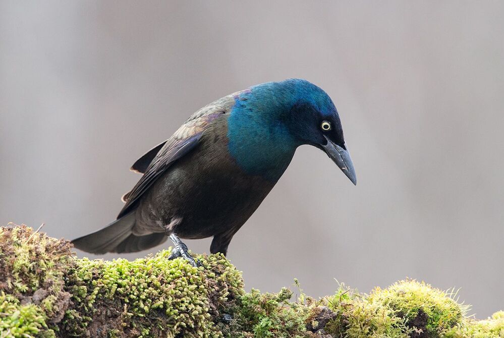 Гракл - Common Grackle