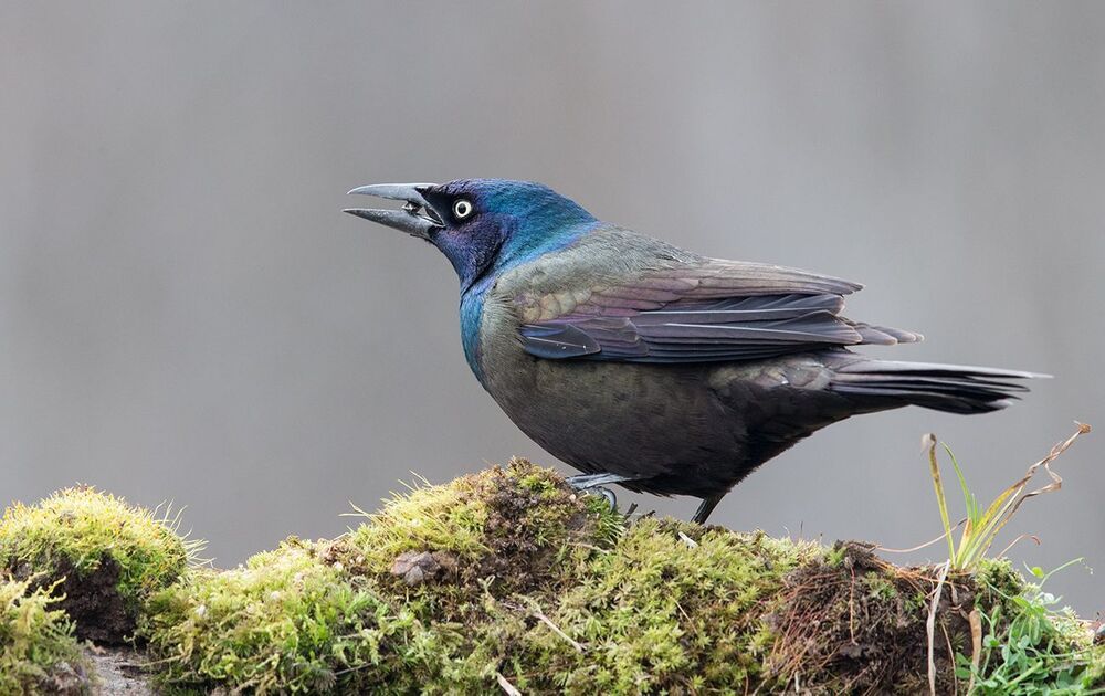 Гракл - Common Grackle