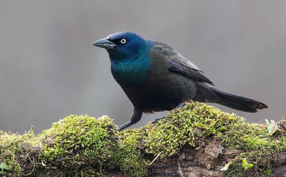 Гракл - Common Grackle