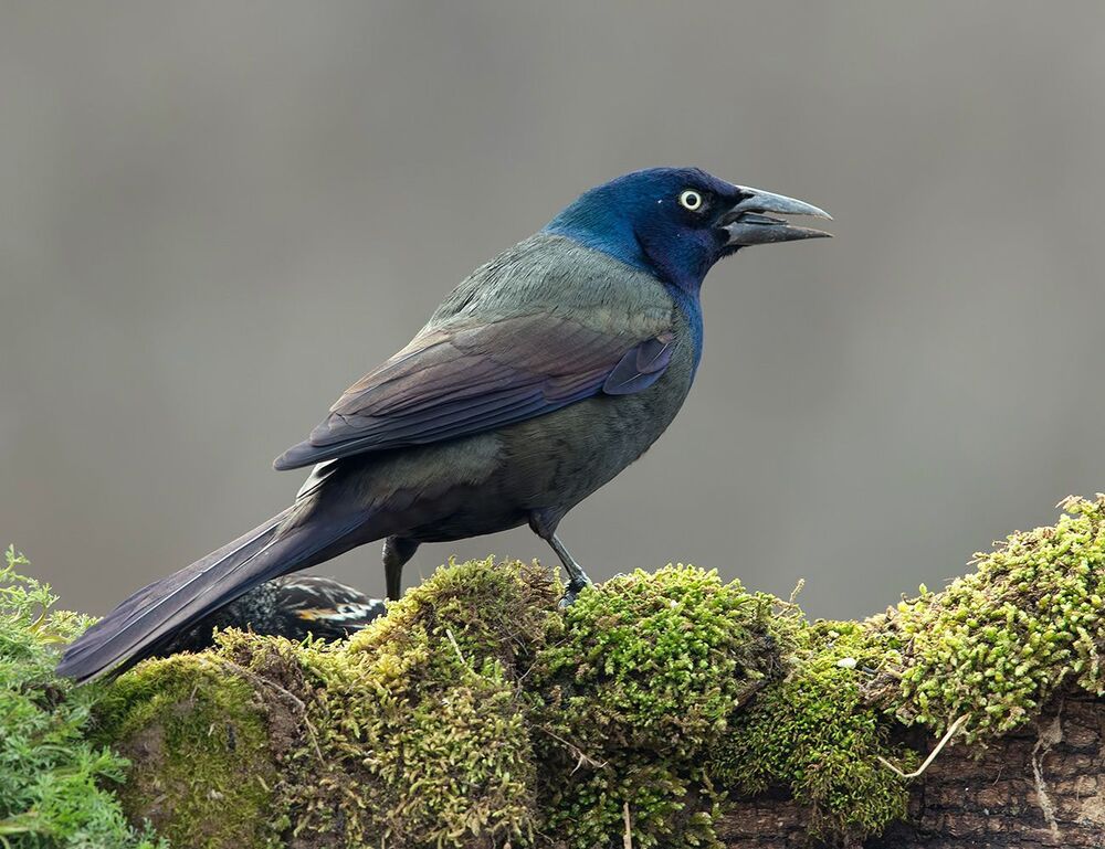 Гракл - Common Grackle