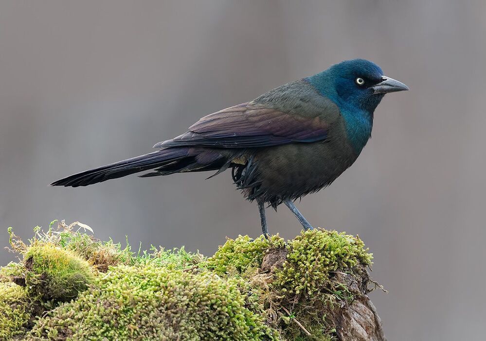 Гракл - Common Grackle