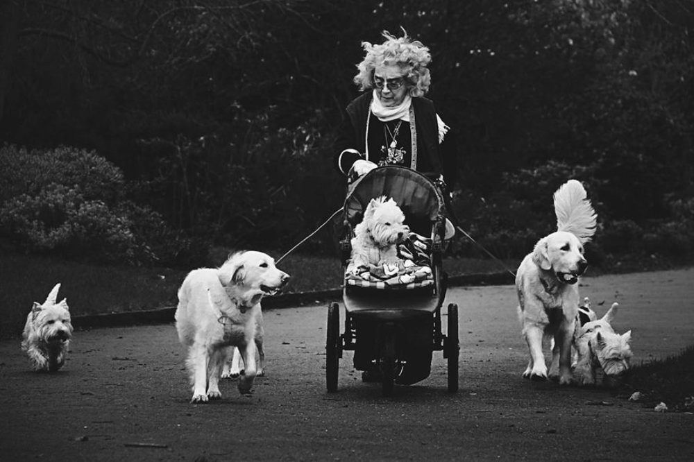 Про собак и людей / Dogs and People