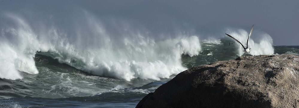 WAVES
