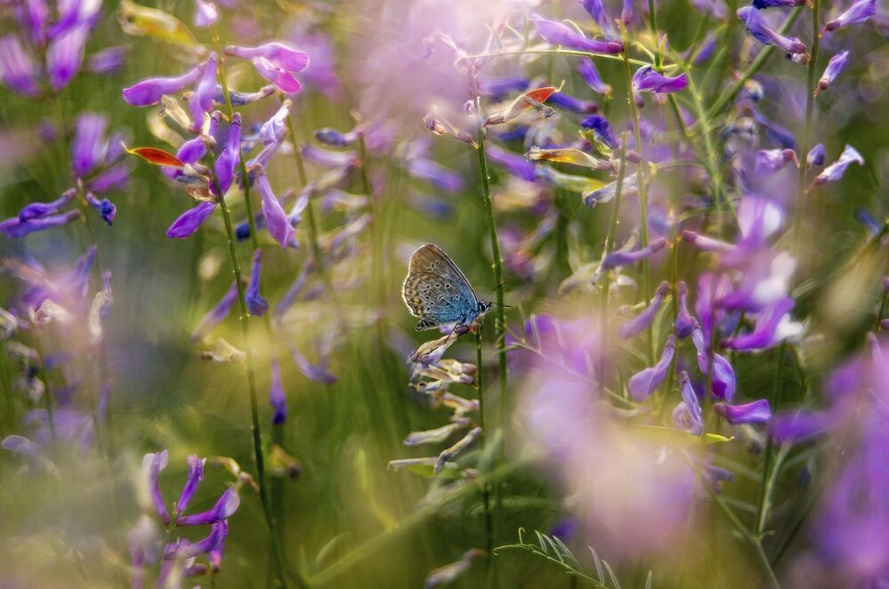 Утро в деревне.