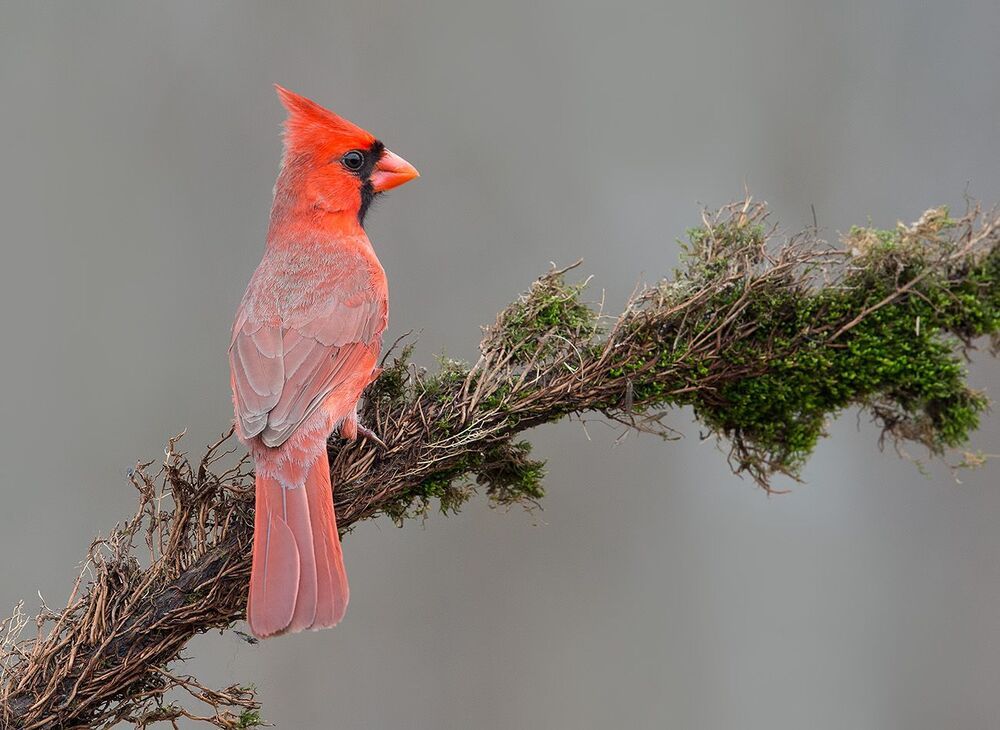 Красный кардинал cамец и самка - Northern Cardinal male and Female
