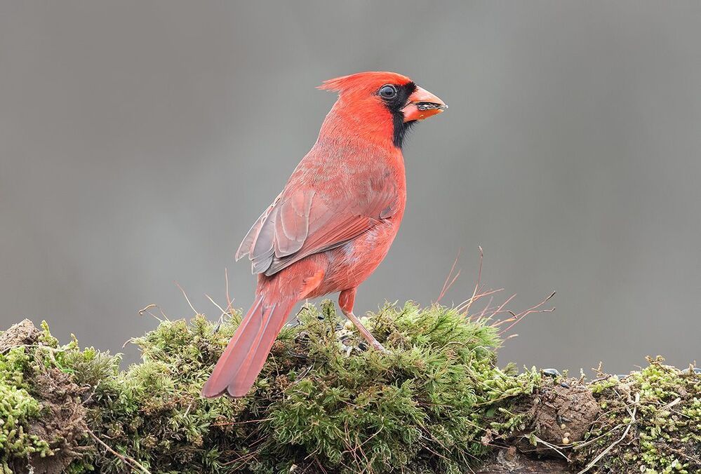 Красный кардинал cамец и самка - Northern Cardinal male and Female