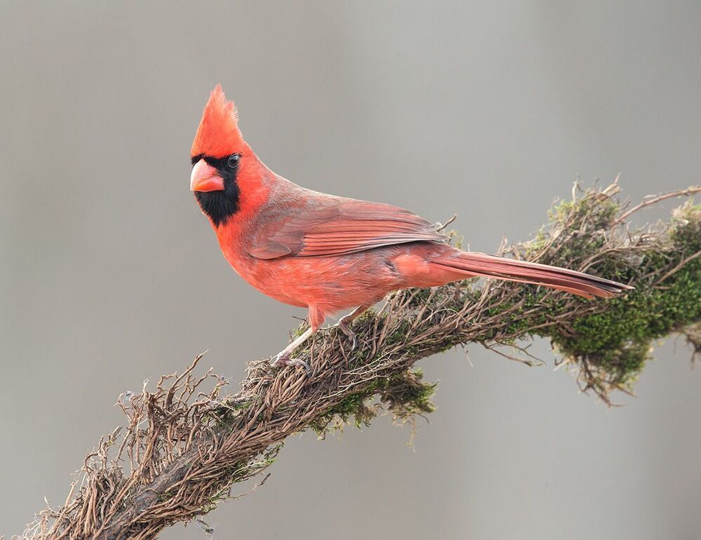 Красный кардинал cамец и самка - Northern Cardinal male and Female