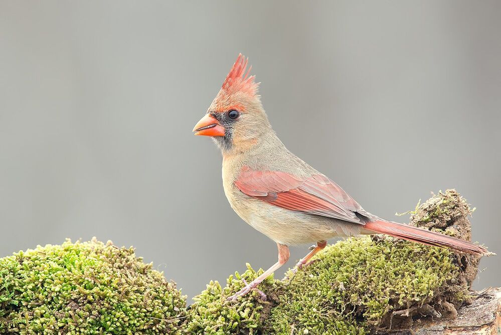 Красный кардинал cамец и самка - Northern Cardinal male and Female