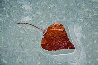 В ледяном кляре