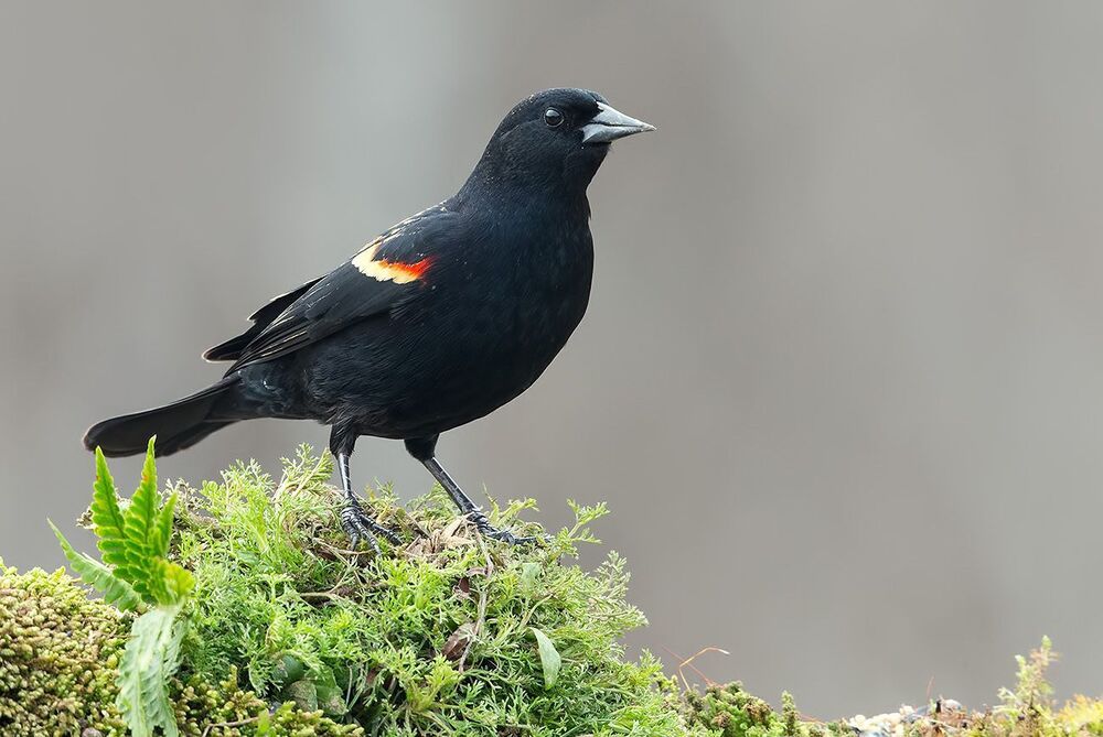 Красноплечий чёрный трупиал - Red-winged Blackbird