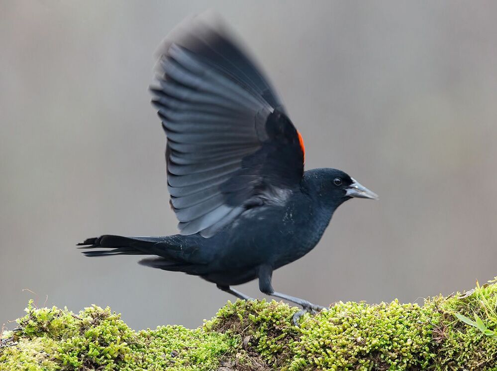 Красноплечий чёрный трупиал - Red-winged Blackbird