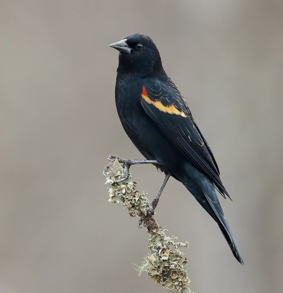 Красноплечий чёрный трупиал - Red-winged Blackbird