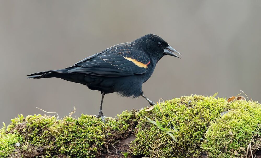 Красноплечий чёрный трупиал - Red-winged Blackbird