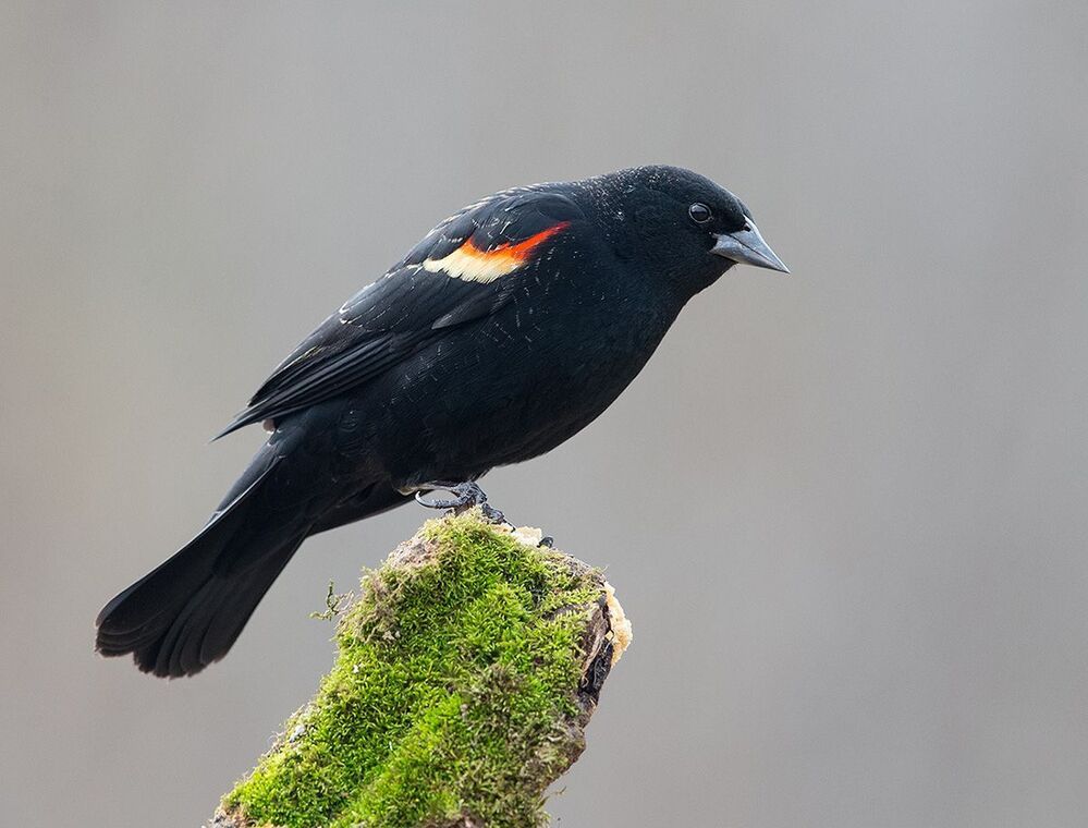 Красноплечий чёрный трупиал - Red-winged Blackbird