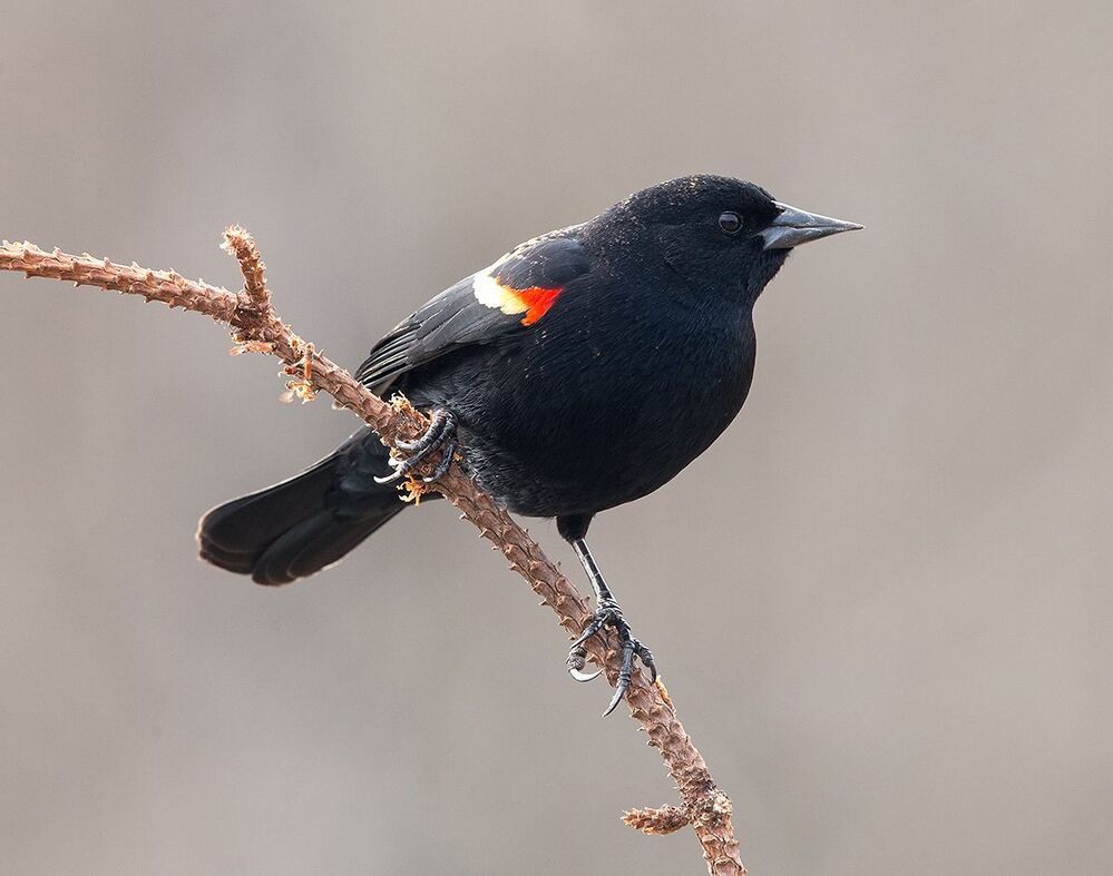 Красноплечий чёрный трупиал - Red-winged Blackbird