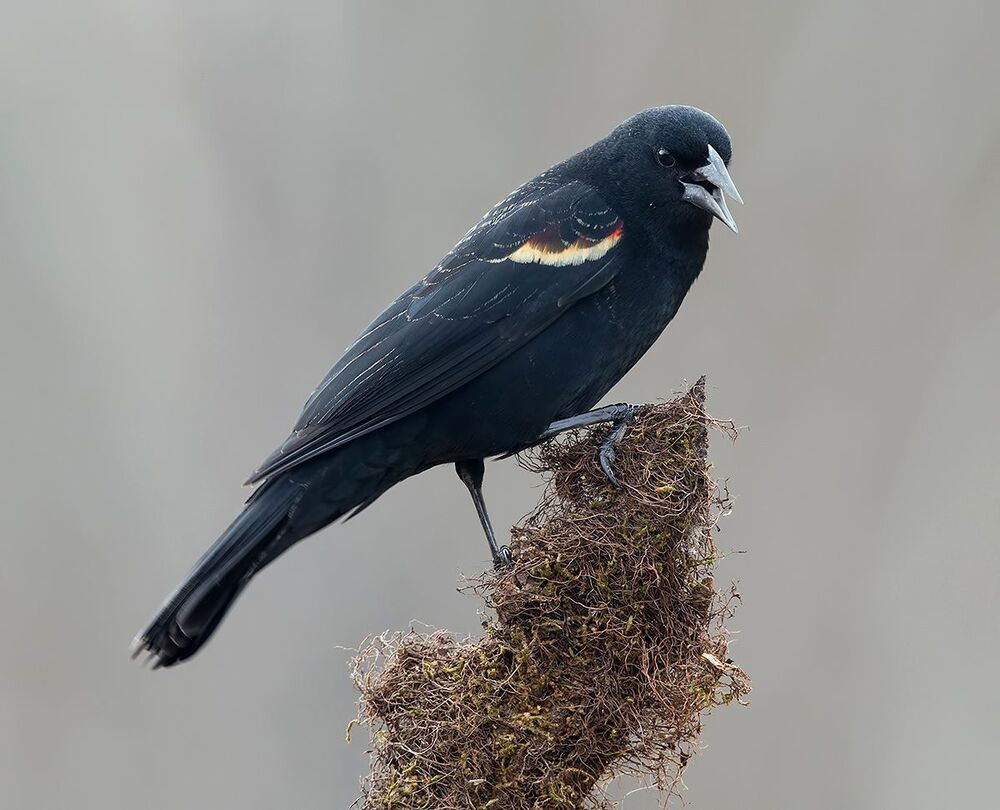 Красноплечий чёрный трупиал - Red-winged Blackbird