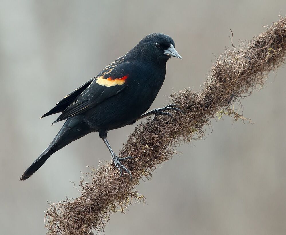 Красноплечий чёрный трупиал - Red-winged Blackbird