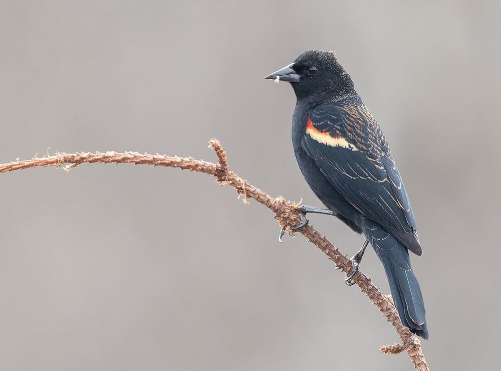 Красноплечий чёрный трупиал - Red-winged Blackbird