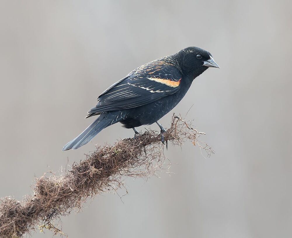 Красноплечий чёрный трупиал - Red-winged Blackbird